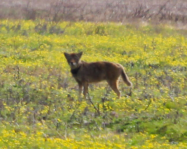 Image of Red wolf