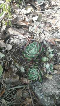 Image of Echeveria agavoides Lem.