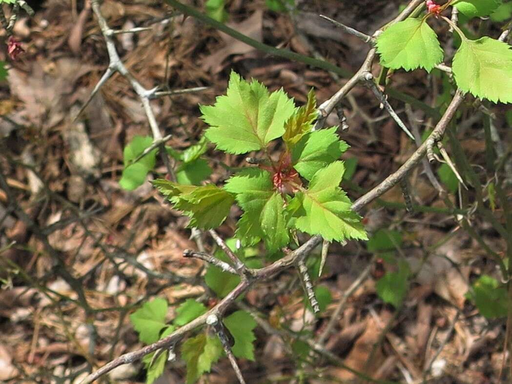 Image of Copenhagen hawthorn