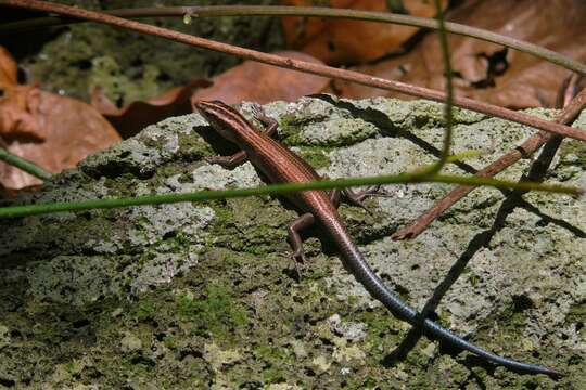 Image of Azure-tailed Skink