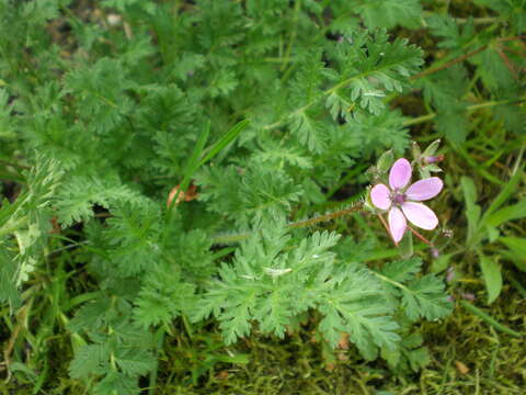 Image of Common Stork's-bill