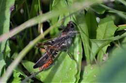 Plancia ëd Chorthippus (Glyptobothrus) mollis subsp. ignifer Ramme 1923