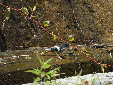 Image of Little Forktail