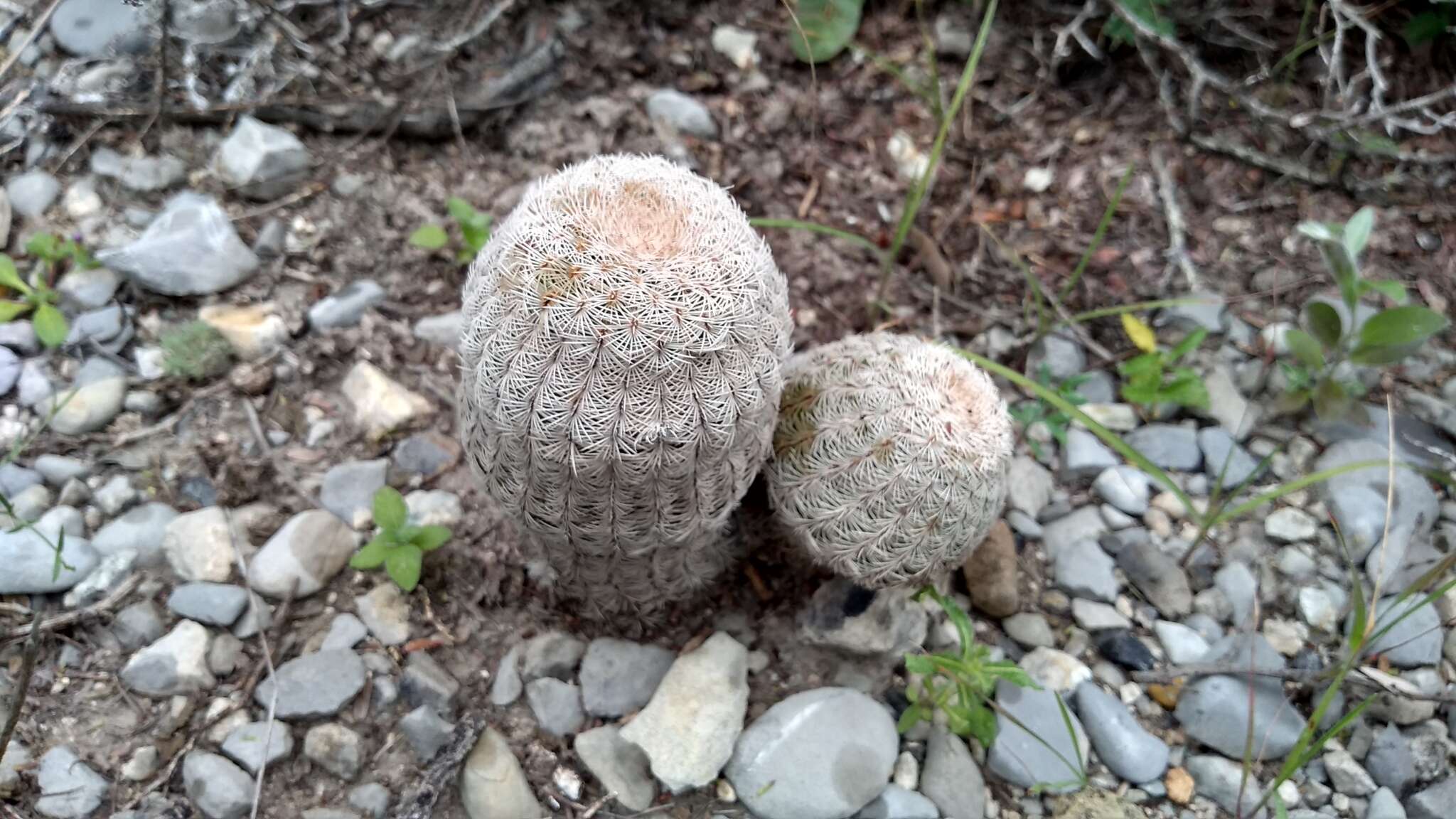 Image of Echinocereus fitchii subsp. bergmannii