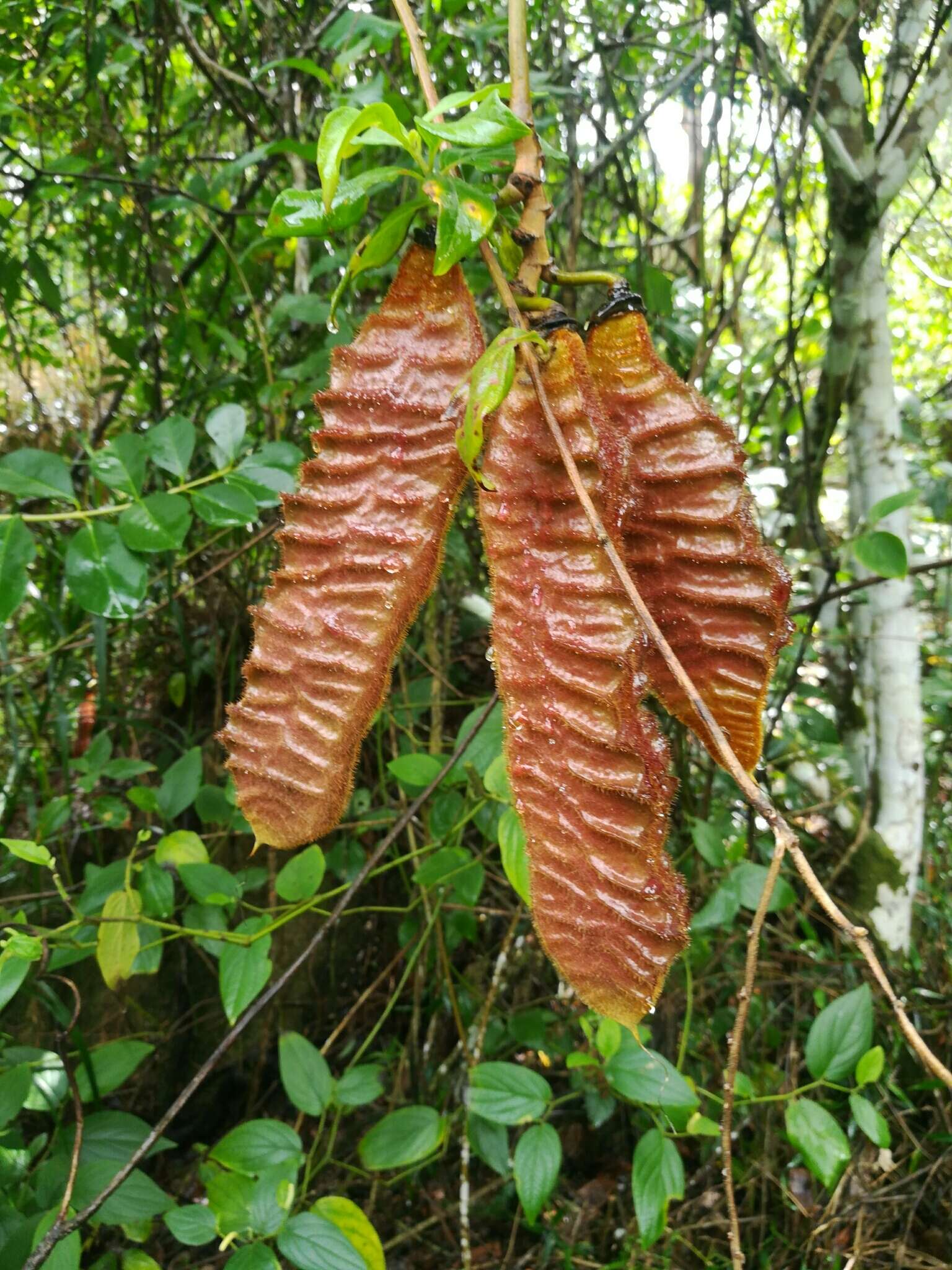 Sivun Mucuna urens (L.) Medik. kuva