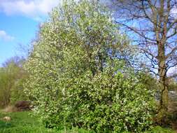 Prunus padus L. resmi