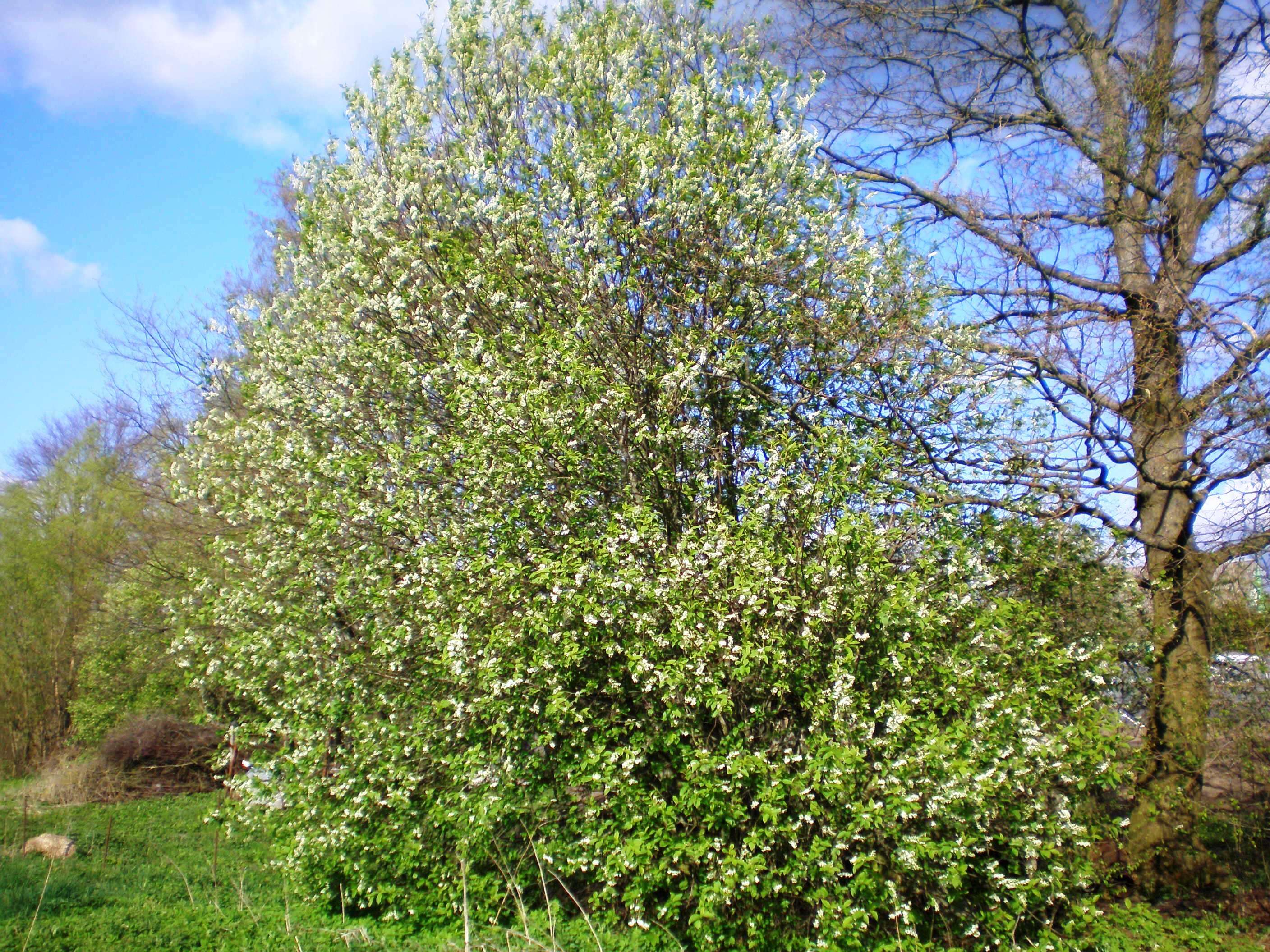 Image of Bird Cherry