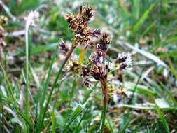 Image of common woodrush