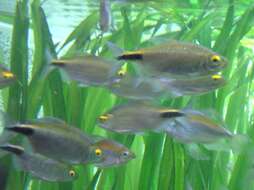 Image of African Long-finned Tetra
