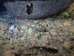 Image of Yellowstripe goby