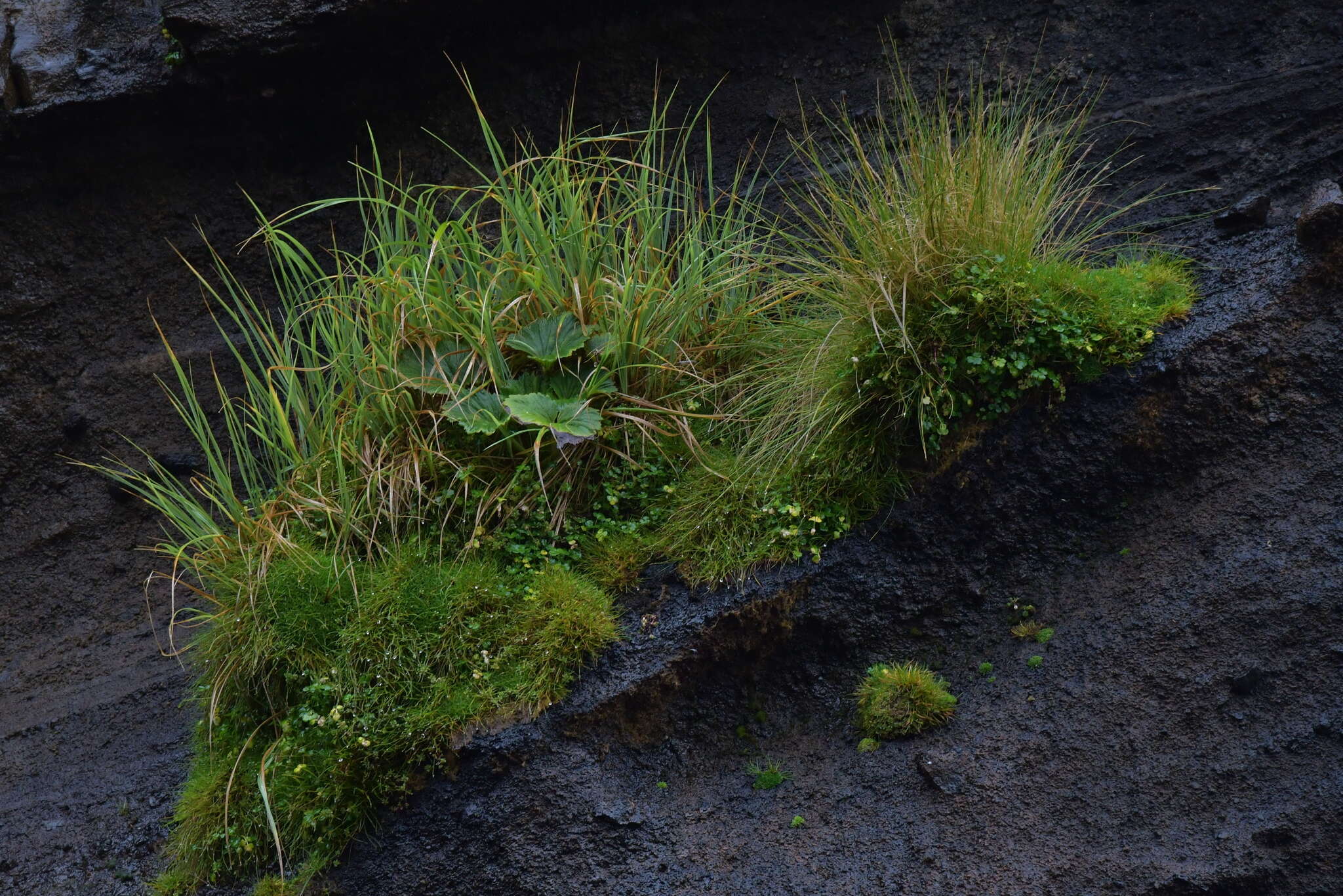 Imagem de Azorella polaris (Hombr.) G. M. Plunkett & A. N. Nicolas