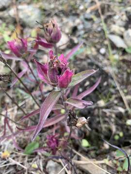 Image of Castilleja arctica Krylov & Sergievsk.