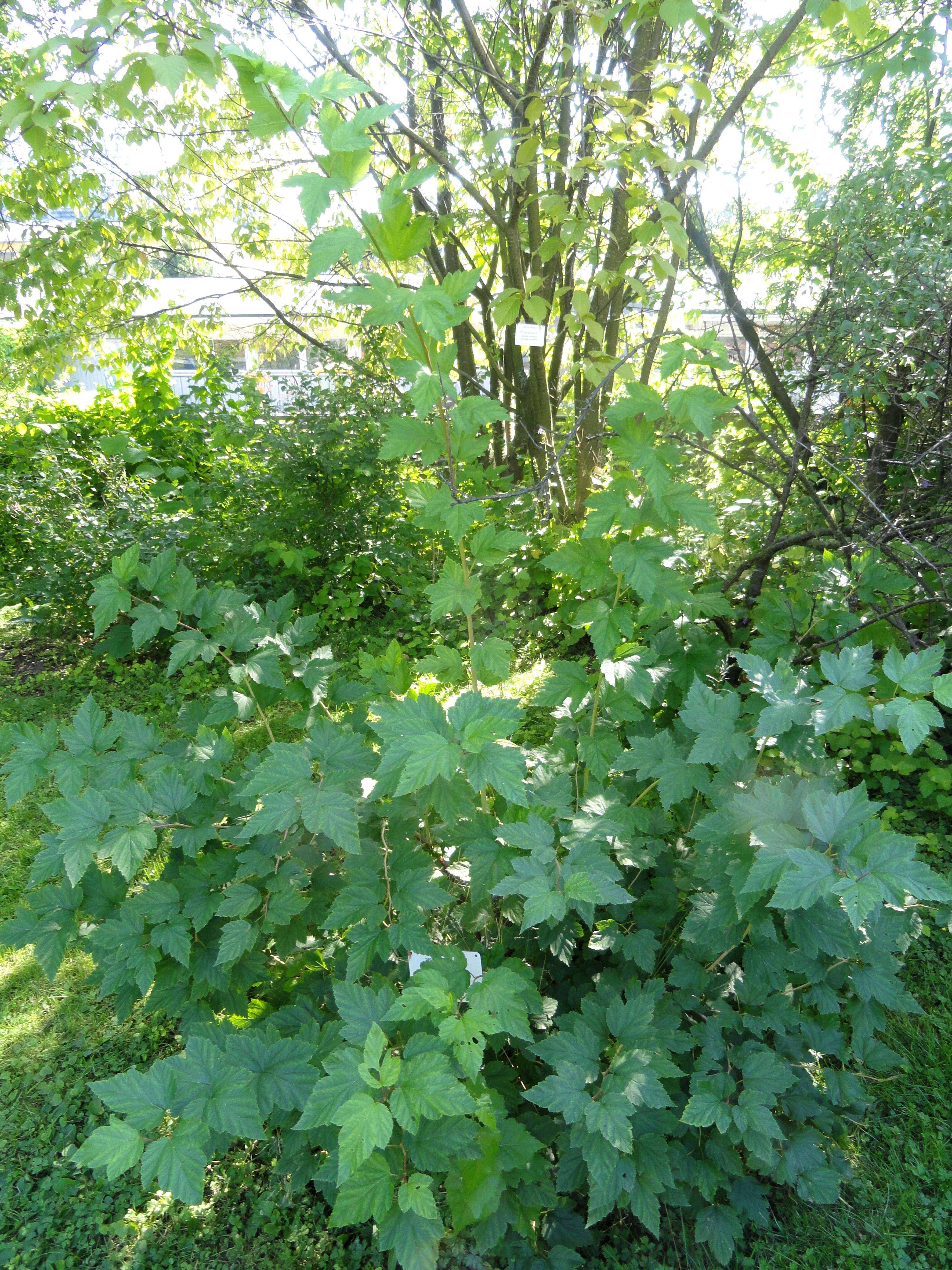 Physocarpus opulifolius (L.) Maxim. resmi