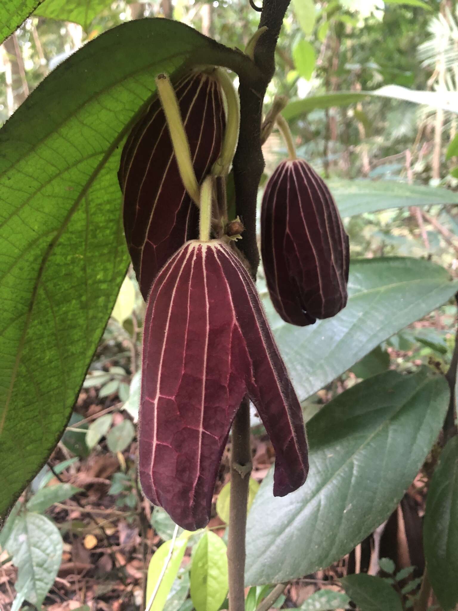 Image of Thottea grandiflora Rottb.