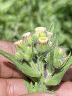 صورة Erigeron variifolius Blake