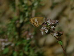 Image of Coenonympha dorus Esper 1782