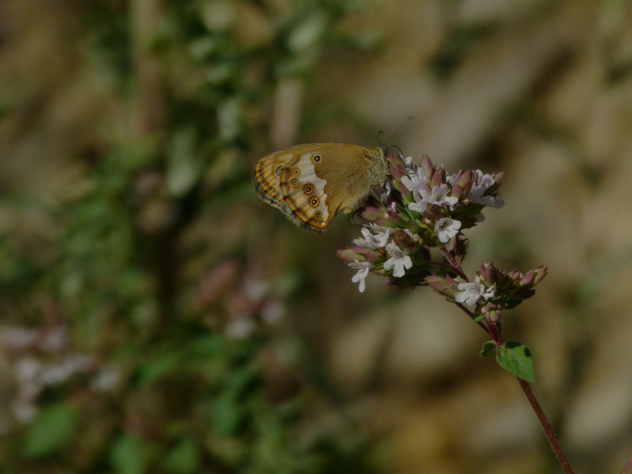 Image of Coenonympha dorus Esper 1782