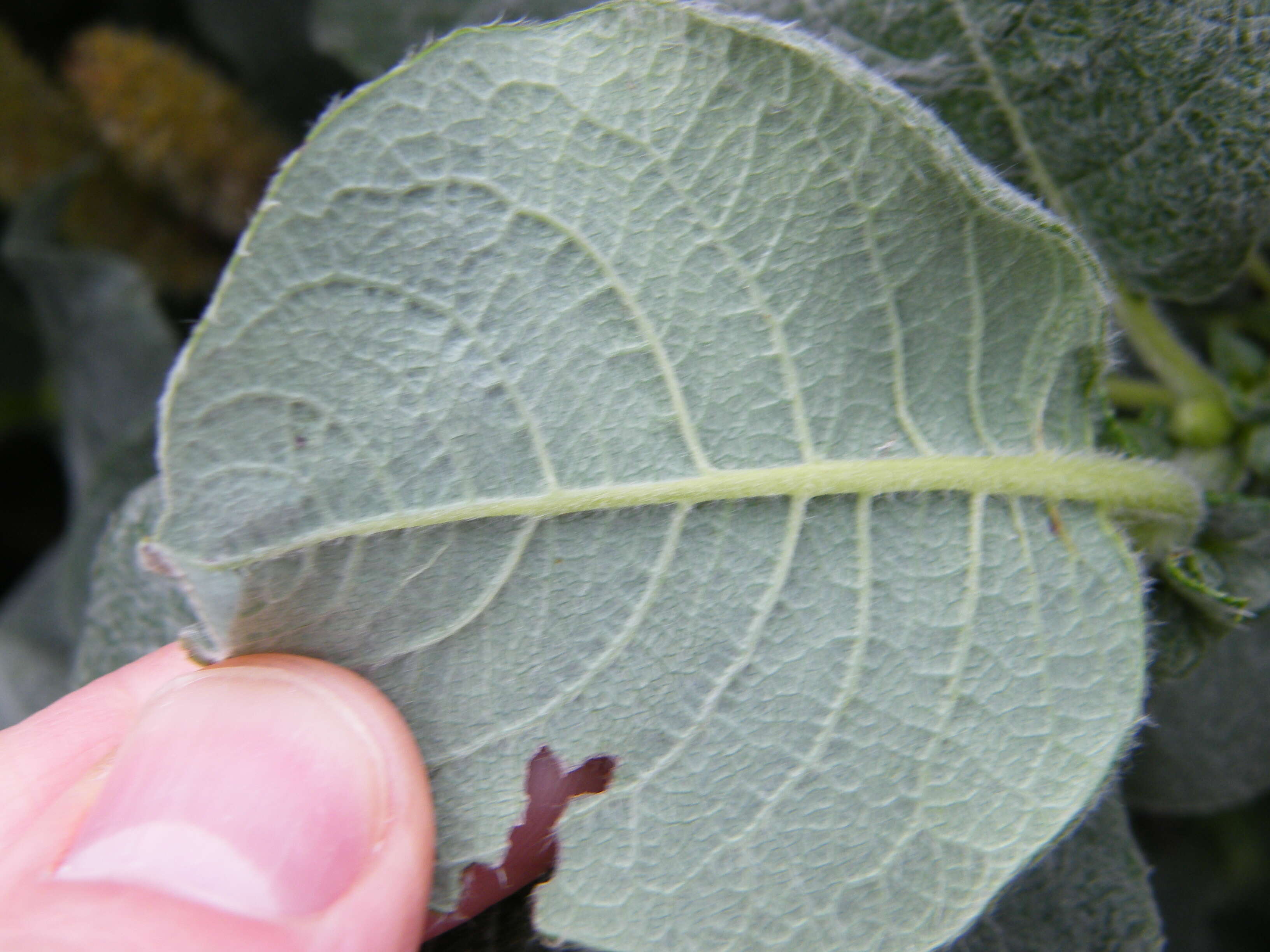 Image de Salix lanata L.