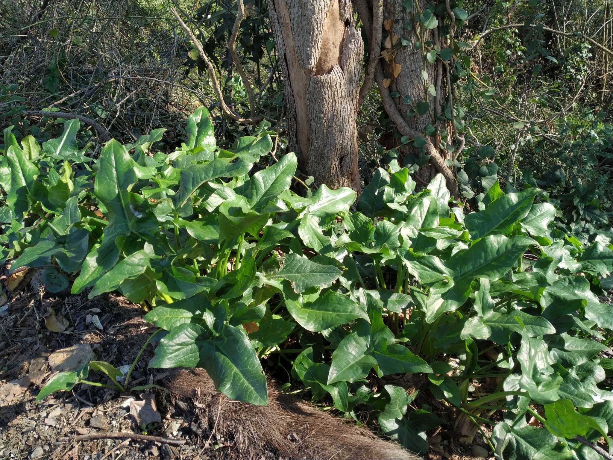 Plancia ëd Arum italicum subsp. albispathum (Steven ex Ledeb.) Prime