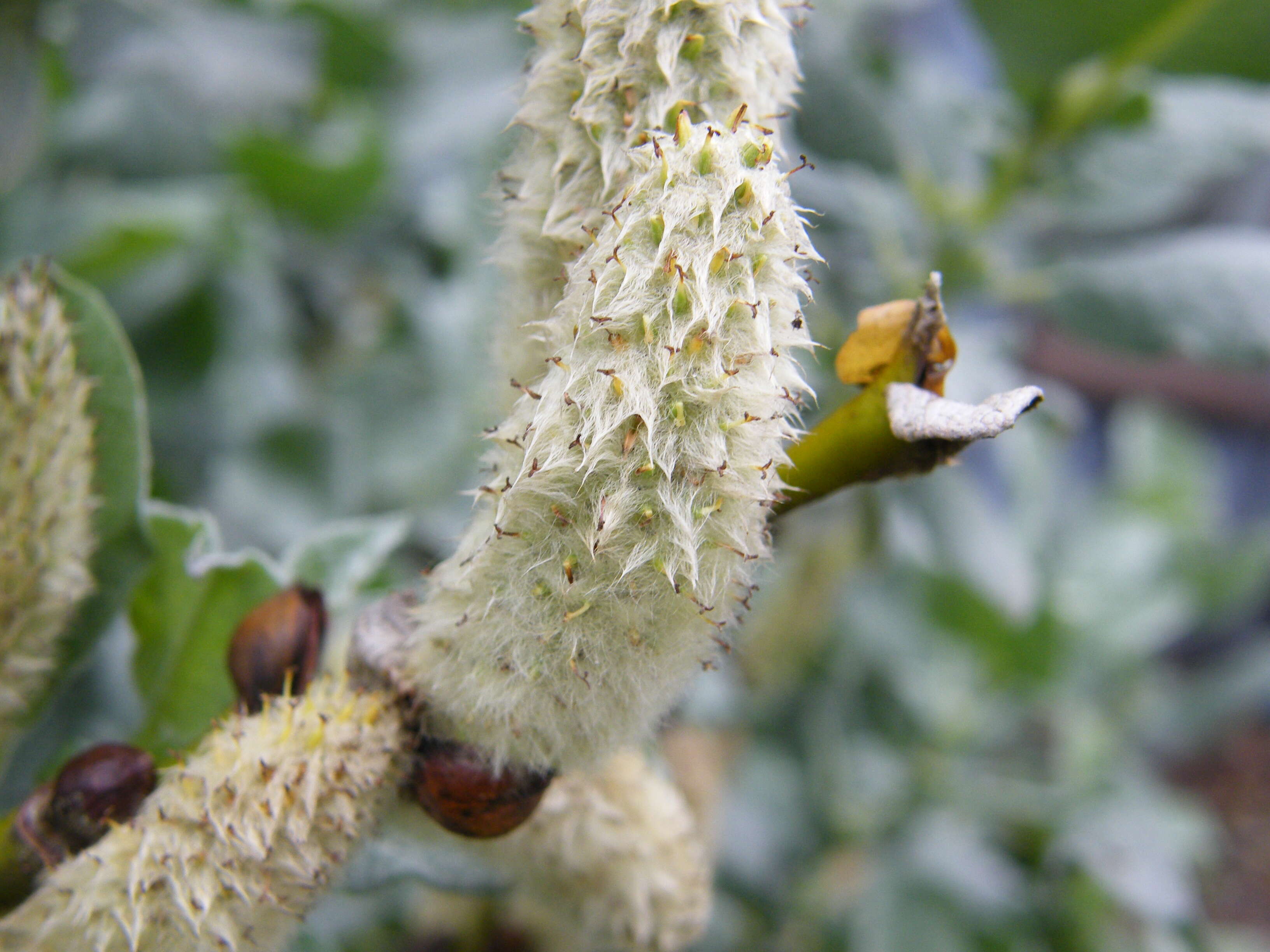 Image de Salix lanata L.