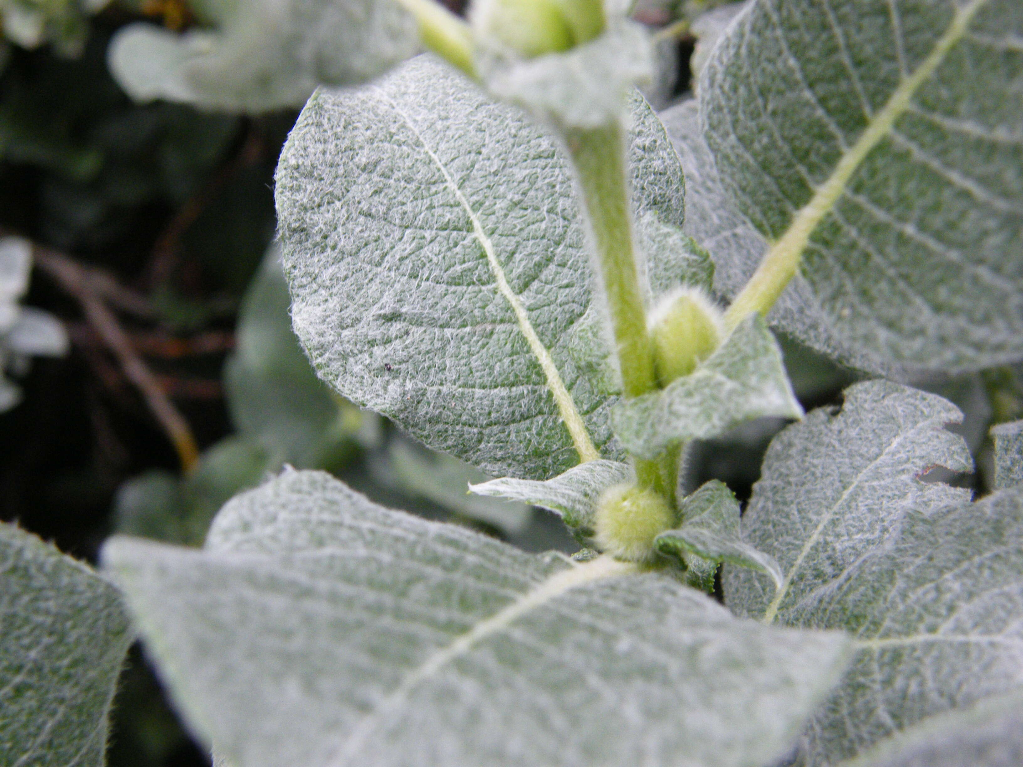 Image de Salix lanata L.