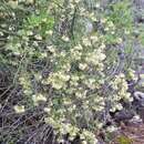 Imagem de Asparagus umbellatus Link