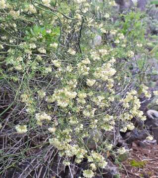 Image of Asparagus umbellatus Link