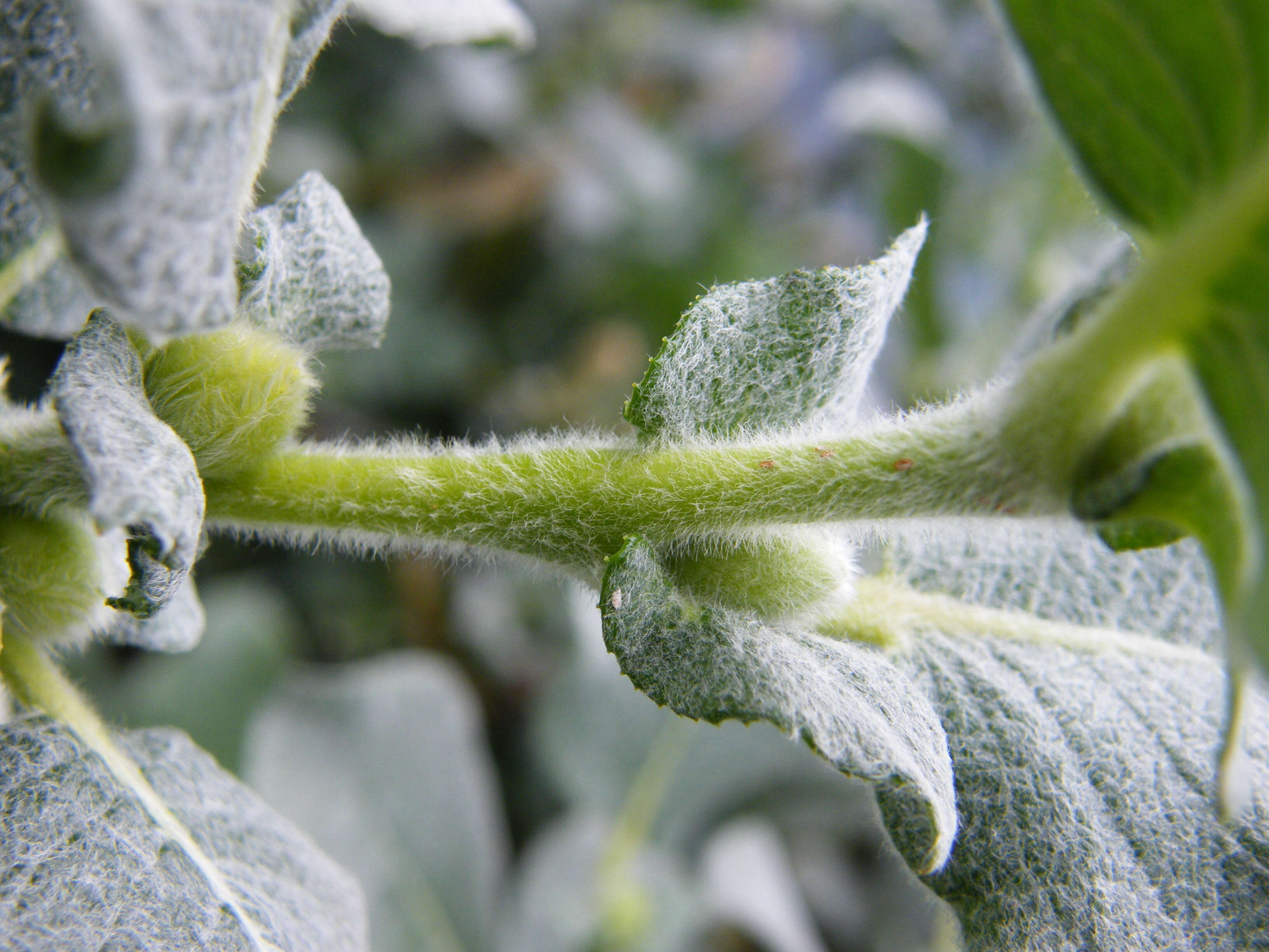 Image de Salix lanata L.