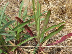 Sivun Penstemon labrosus (A. Gray) Mast. ex Hook. fil. kuva