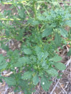 Image of white amaranth, white pigweed