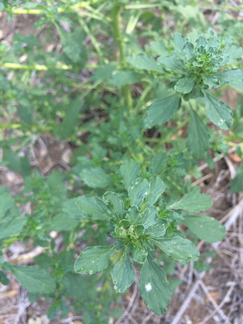 Image of white amaranth, white pigweed