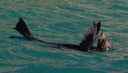 Image of Antipodean Fur Seal