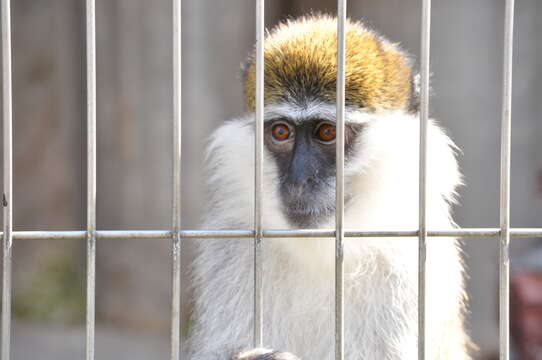 Image of vervet monkey