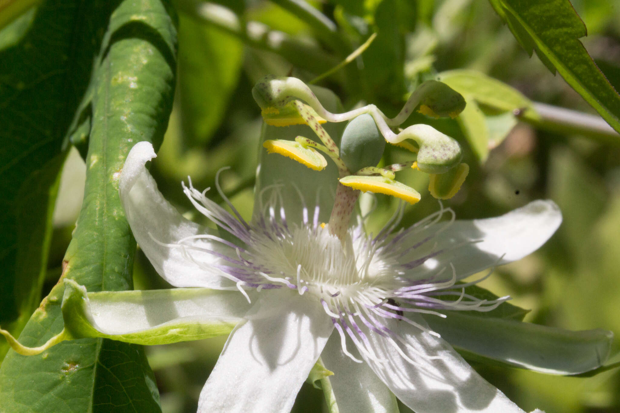Image of Passiflora tenuifila Killip