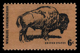 Image of American Bison