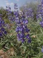 Image of tailcup lupine