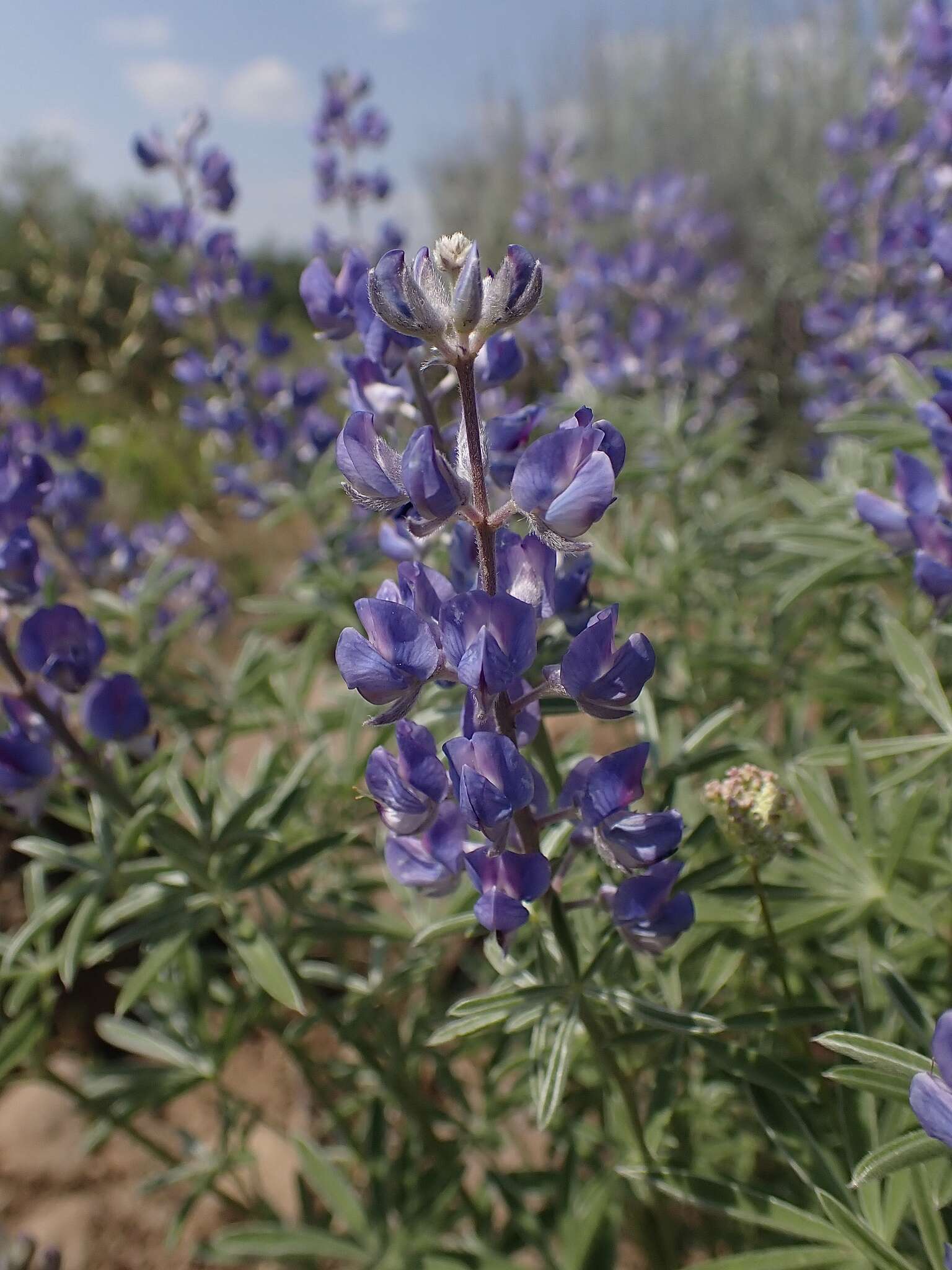 Image de Lupinus caudatus subsp. caudatus