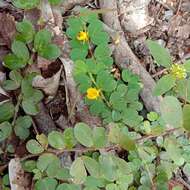 Image of roundleaf sensitive pea