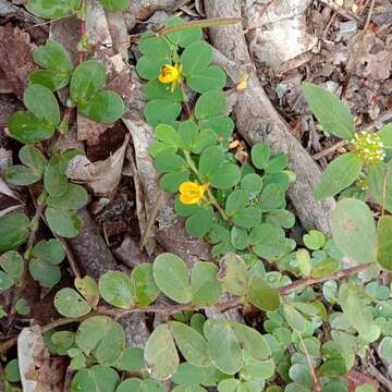 Image of roundleaf sensitive pea