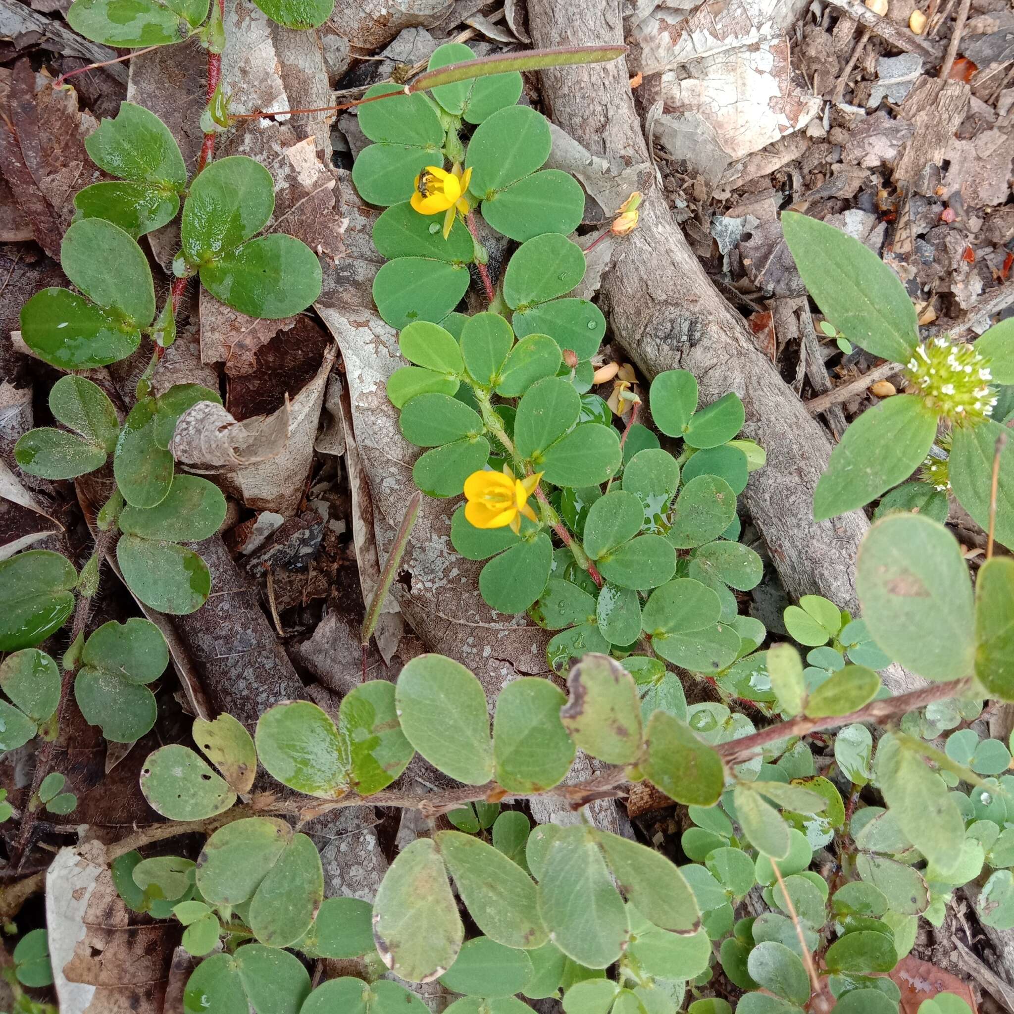 Image of roundleaf sensitive pea