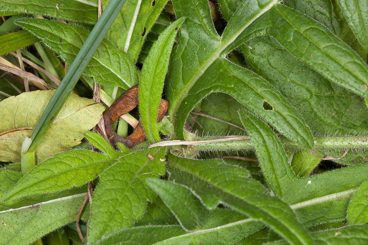 Слика од Knautia arvensis (L.) Coulter