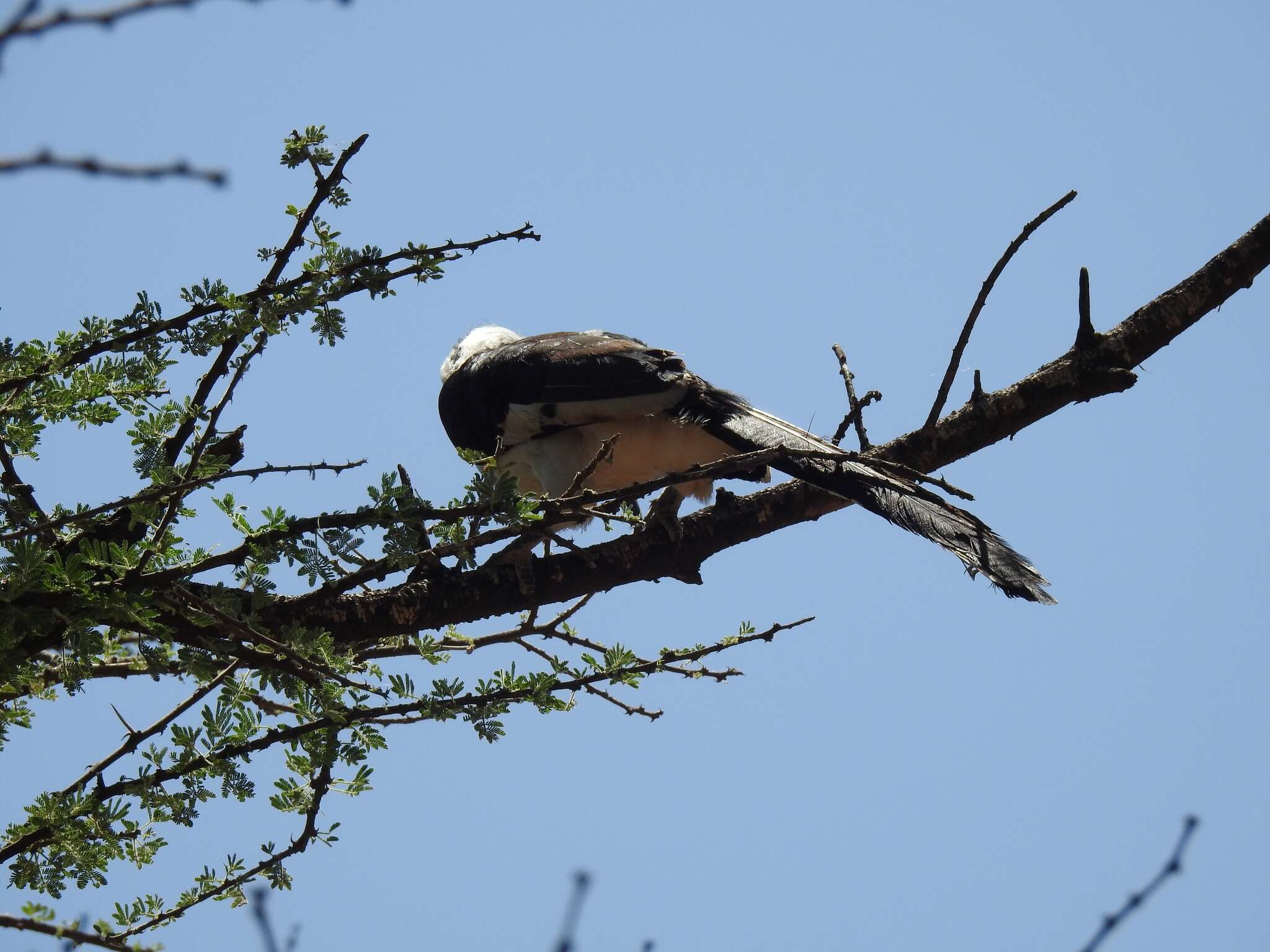 Image of Von der Decken's Hornbill