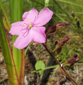 Image of Drosera hilaris Cham. & Schlechtd.