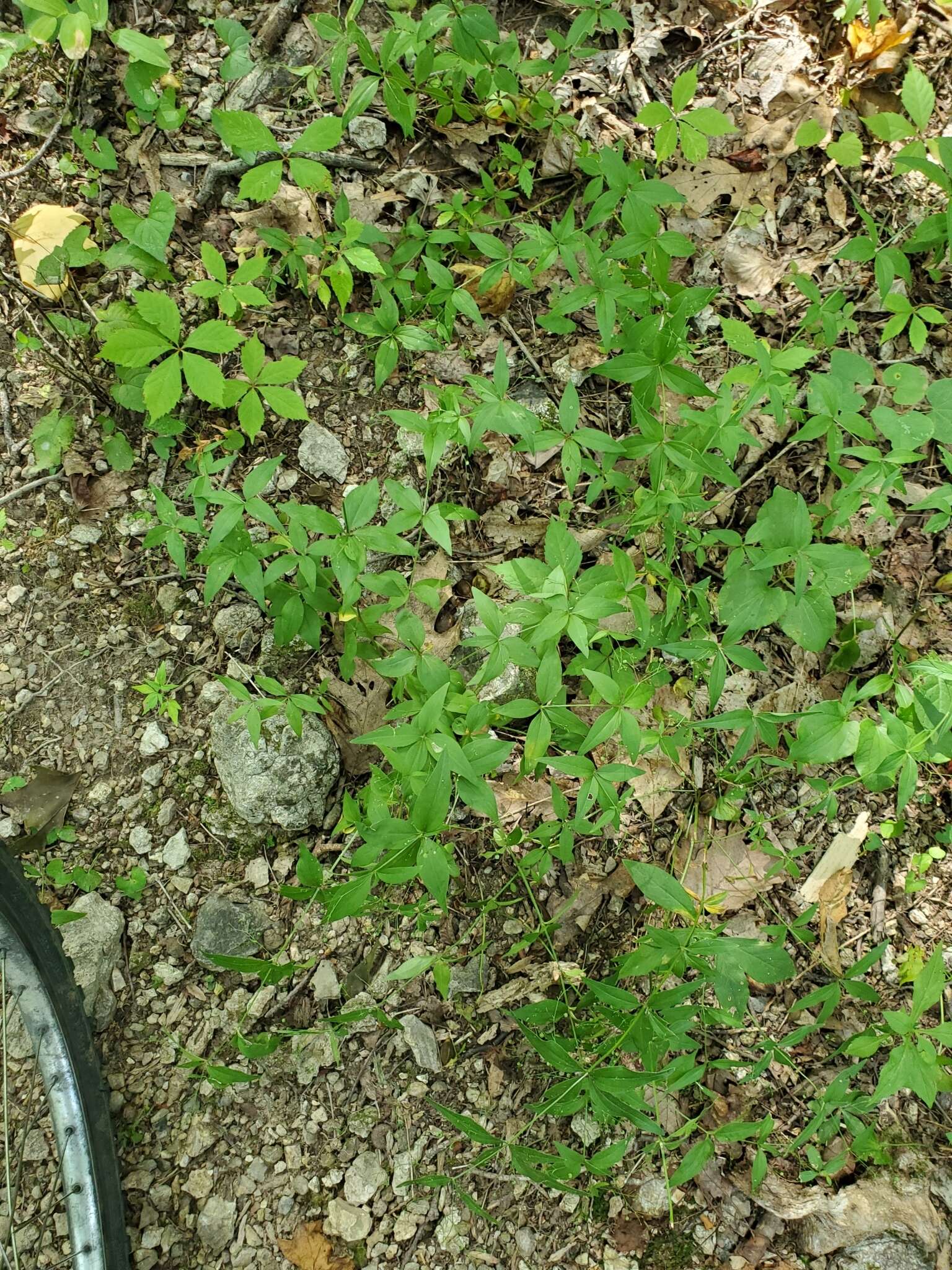 Imagem de Galium latifolium Michx.