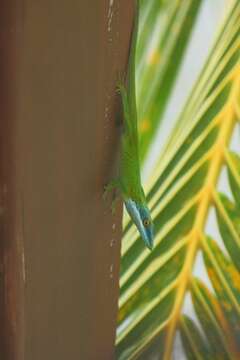 Image of Allison's Anole