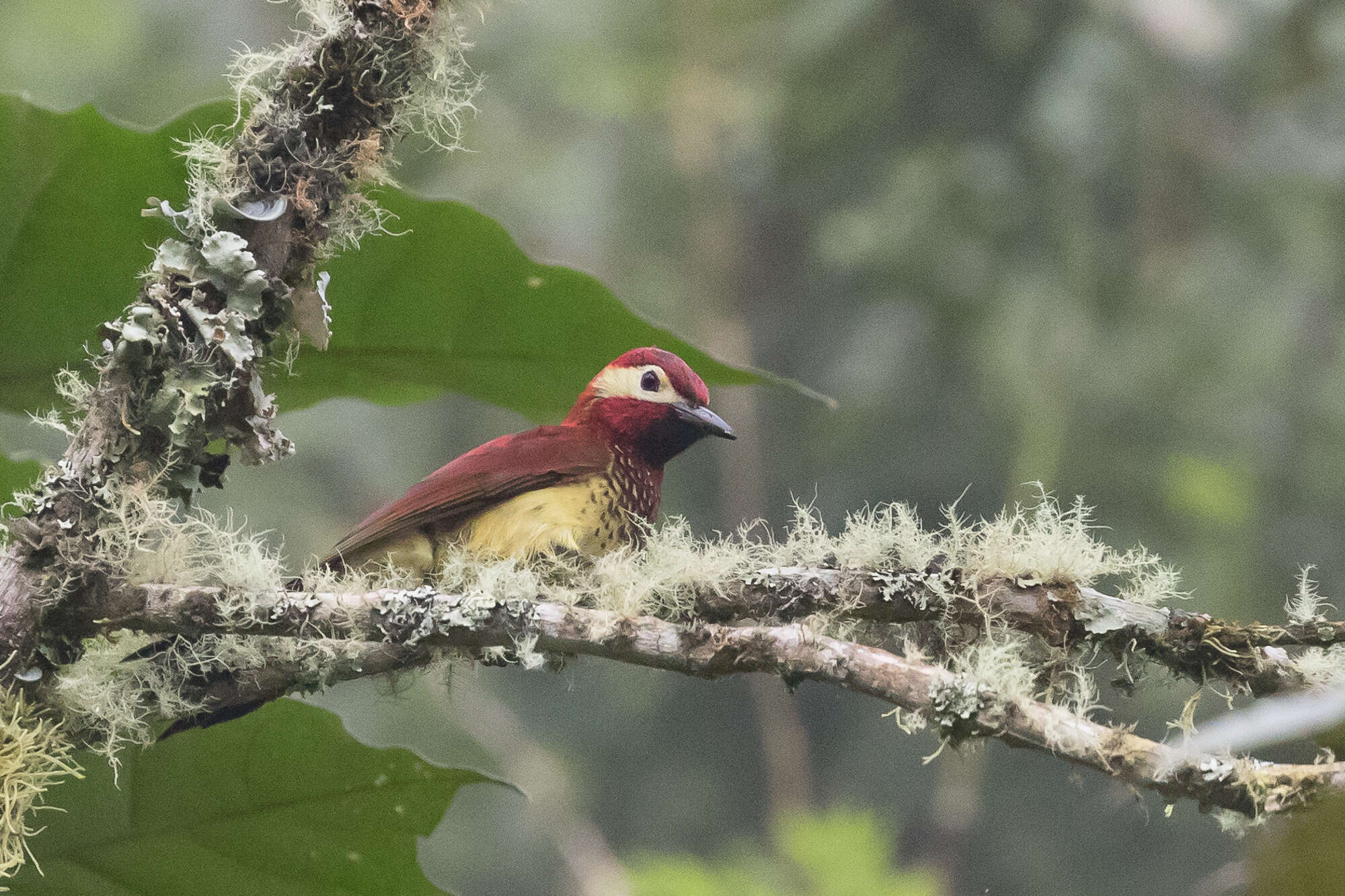 Image of Crimson-mantled Woodpecker