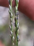 Image of Caribbean crabgrass