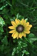 Image of Texas sunflower