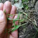 Image of western panicgrass