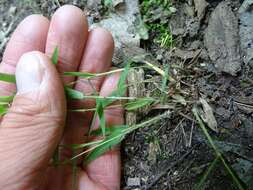 Plancia ëd Panicum acuminatum var. acuminatum